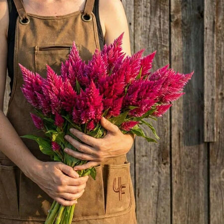 Salmon Pink Kimono, Celosia Seeds - Packet image number null
